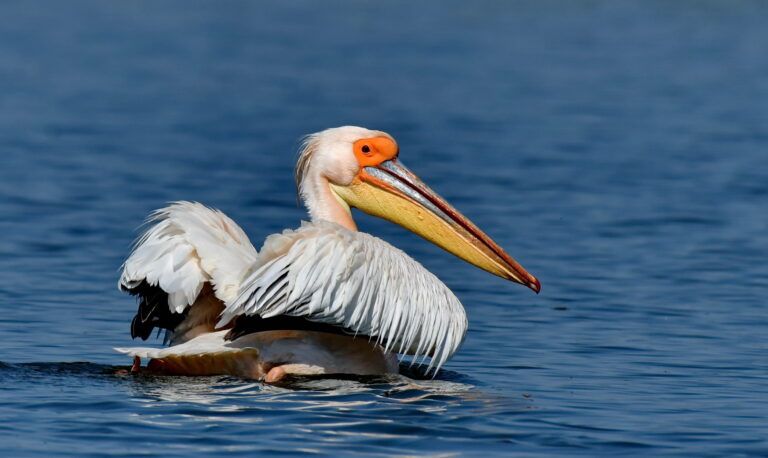 pelican alb