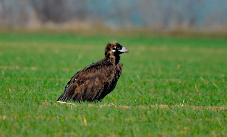 vultur negru